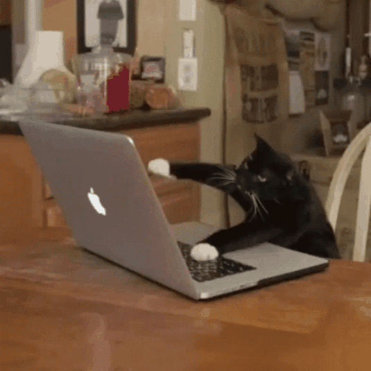A cat typing intensely on a laptop